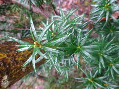 Taxus