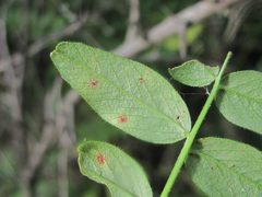 Uromyces viciae-fabae