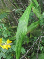 Centaurea cheiranthifolia