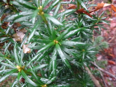 Taxus