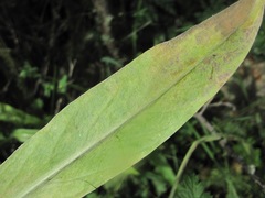 Centaurea cheiranthifolia