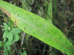 Centaurea cheiranthifolia
