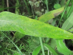 Centaurea cheiranthifolia