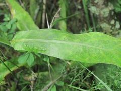 Centaurea cheiranthifolia