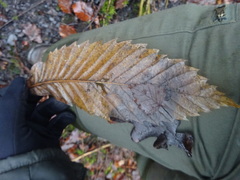 Castanea sativa