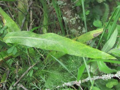 Centaurea cheiranthifolia