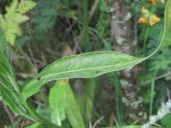 Centaurea cheiranthifolia