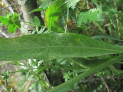 Centaurea cheiranthifolia
