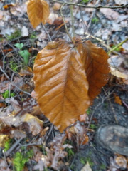 Fagus sylvatica