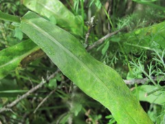 Centaurea cheiranthifolia
