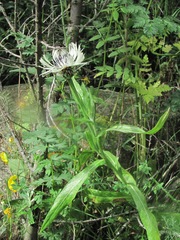 Centaurea cheiranthifolia