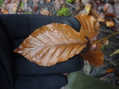 Fagus sylvatica