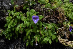Achimenes longiflora