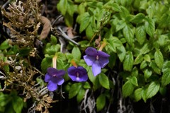 Achimenes longiflora