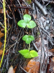 Fragaria vesca