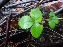 Fragaria vesca