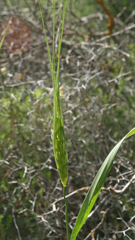 Triticum dicoccoides