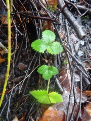 Fragaria vesca