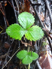 Fragaria vesca