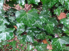 Hedera helix