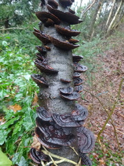 Fungi