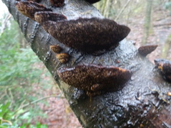 Fungi
