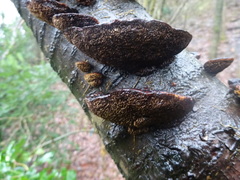 Fungi