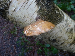 Fomitopsis betulina