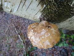 Fomitopsis betulina