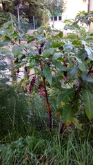 Phytolacca americana