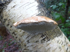 Fomitopsis betulina