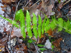 Dryopteris filix-mas