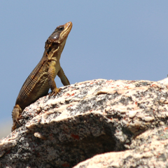 Pseudocordylus microlepidotus