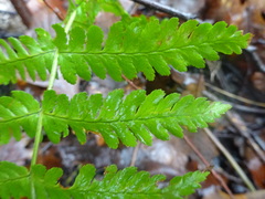 Dryopteris filix-mas