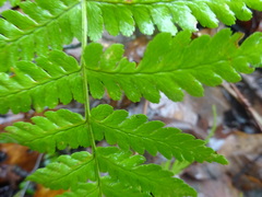 Dryopteris filix-mas