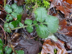 Geum