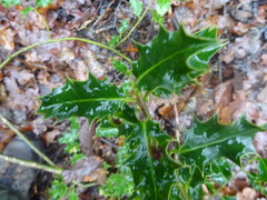 Ilex aquifolium