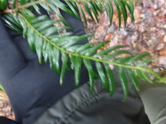 Taxus baccata