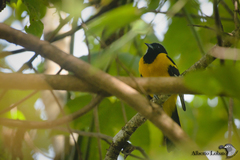 Icterus maculialatus