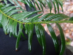 Taxus baccata