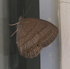 Yphthimoides affinis