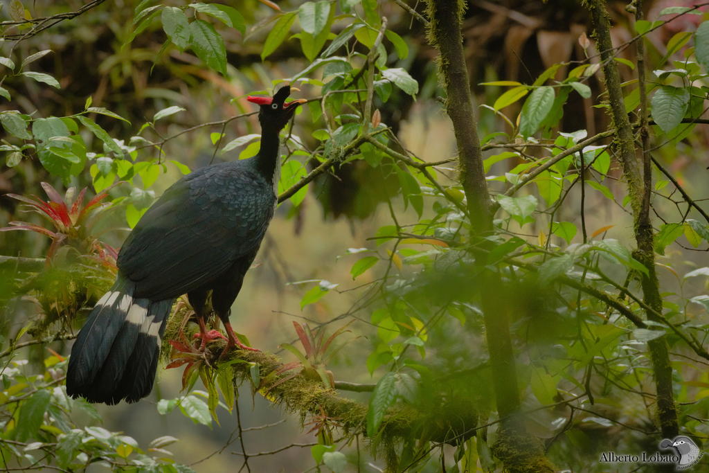 Horned Guan