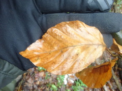 Fagus sylvatica