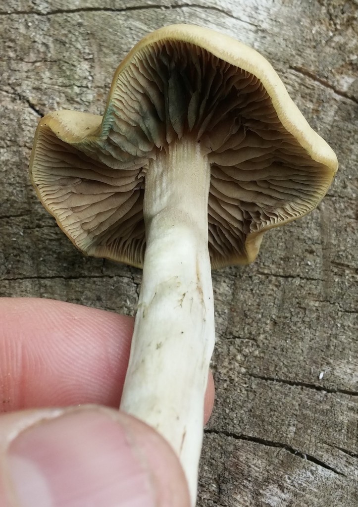 Psychedelic Ovoid Mushroom from Philadelphia, Pennsylvania, USA on May