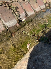 Erigeron karvinskianus