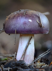 Russula azurea