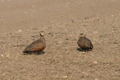 Pterocles gutturalis