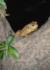 Bufo gargarizans