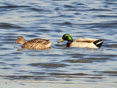 Anas platyrhynchos