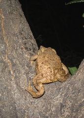 Bufo gargarizans